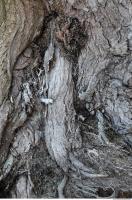Photo Texture of Tree Bark 0003
